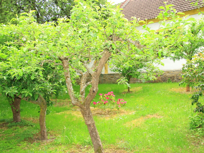 IMG_1851 - Staňkov u Třeboně