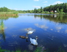 IMG_7357 - Hluboká nad Vltavou