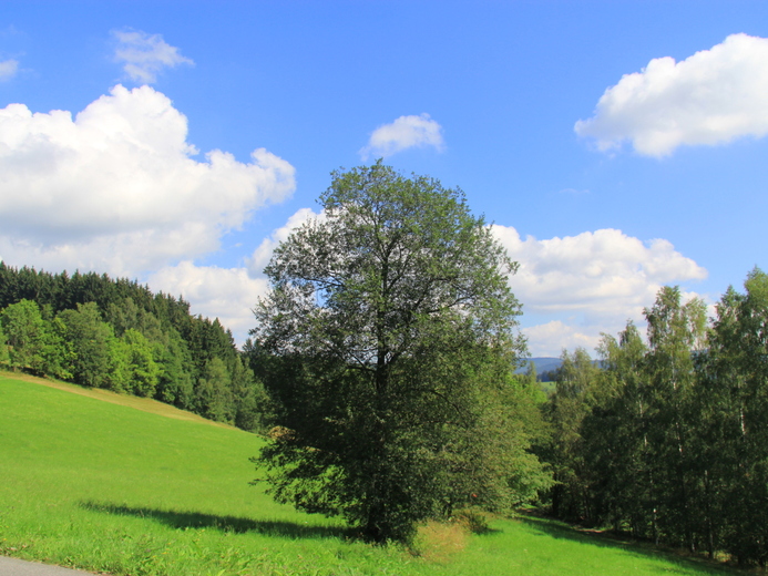 IMG_8981 - Křížlice