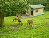 040 - Peklo nad Zdobnicí