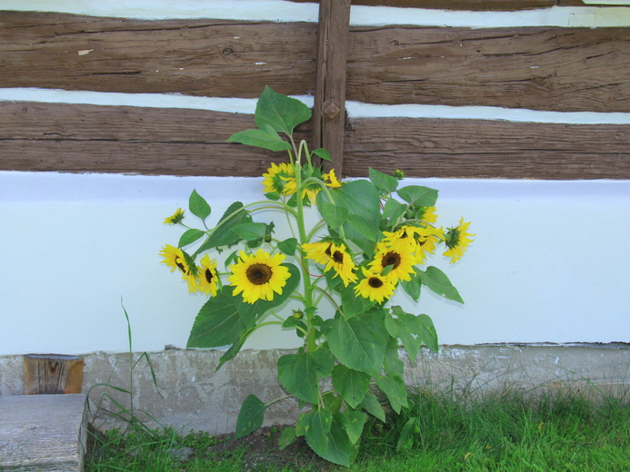 IMG_9013 - Dolní Sytová