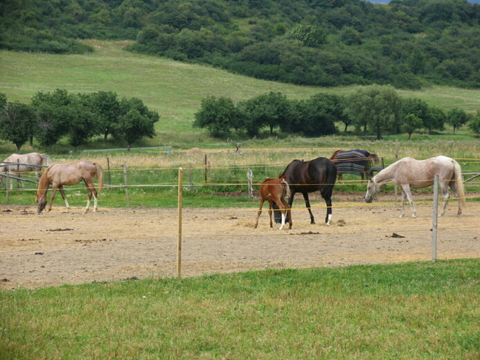 IMG_3832 - Beňadiková