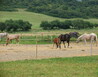 IMG_3832 - Beňadiková