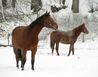 paarden in de Sneeuw - Česká Metuje