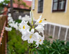 9 - Český Banát - Eibenthal